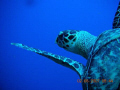   Sea turtle just ahead me my 1st underwater photo shoot. shoot  
